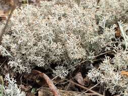 Image of Reindeer lichen