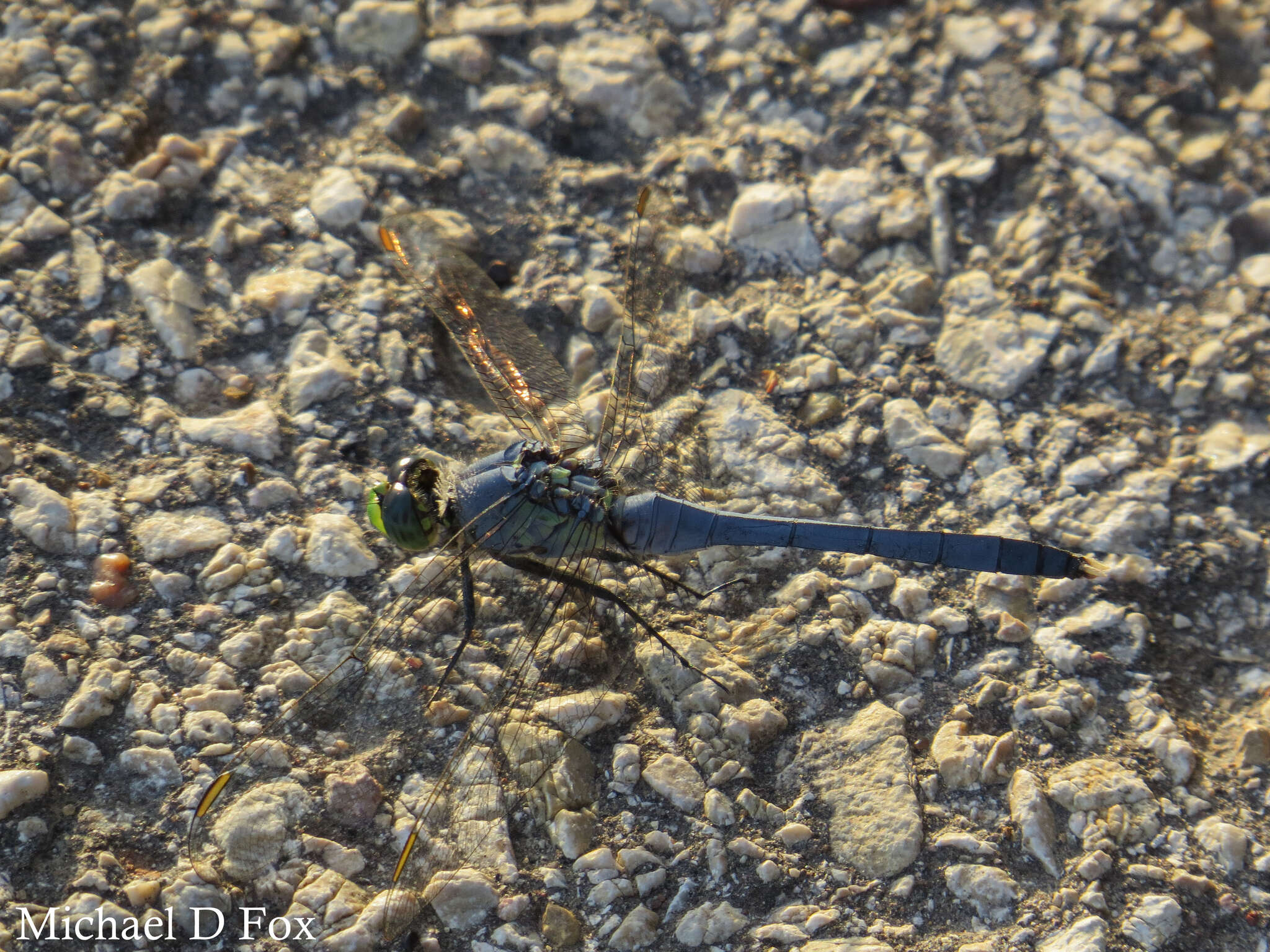 Imagem de Erythemis simplicicollis (Say 1840)