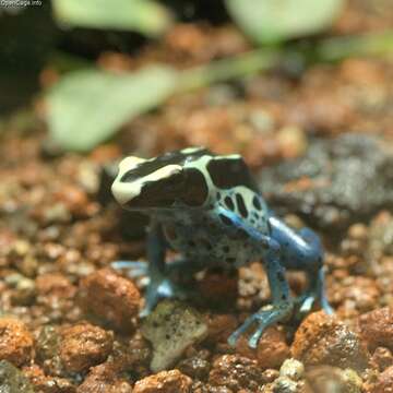 Plancia ëd Dendrobates tinctorius (Cuvier 1797)