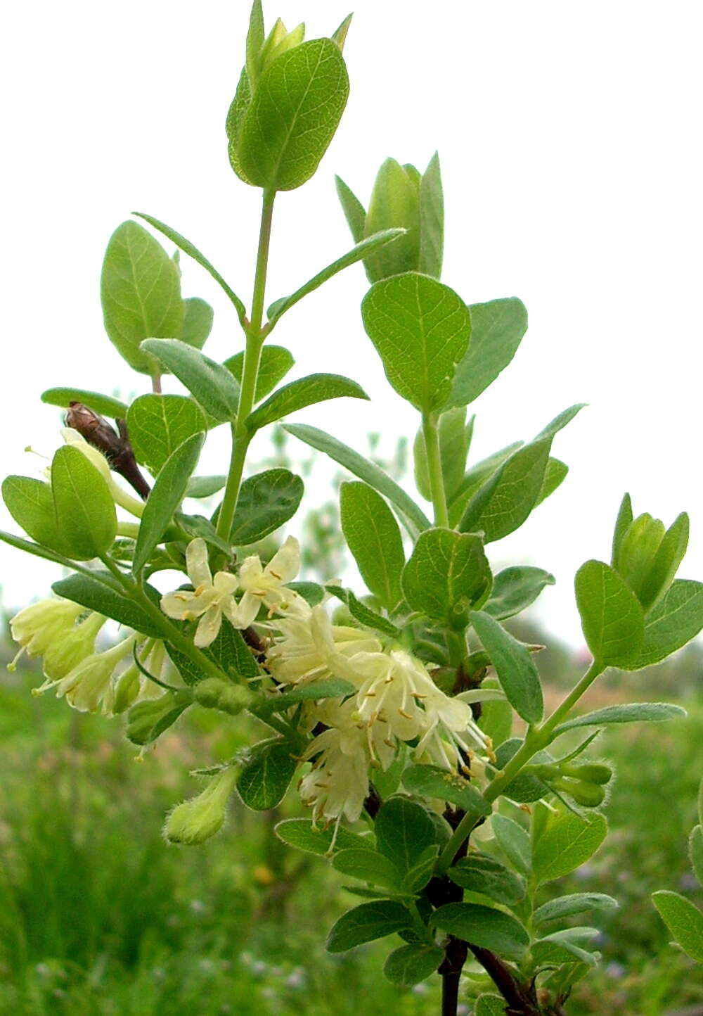 Imagem de Lonicera caerulea L.