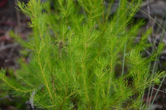 Image of Persoonia tenuifolia R. Br.