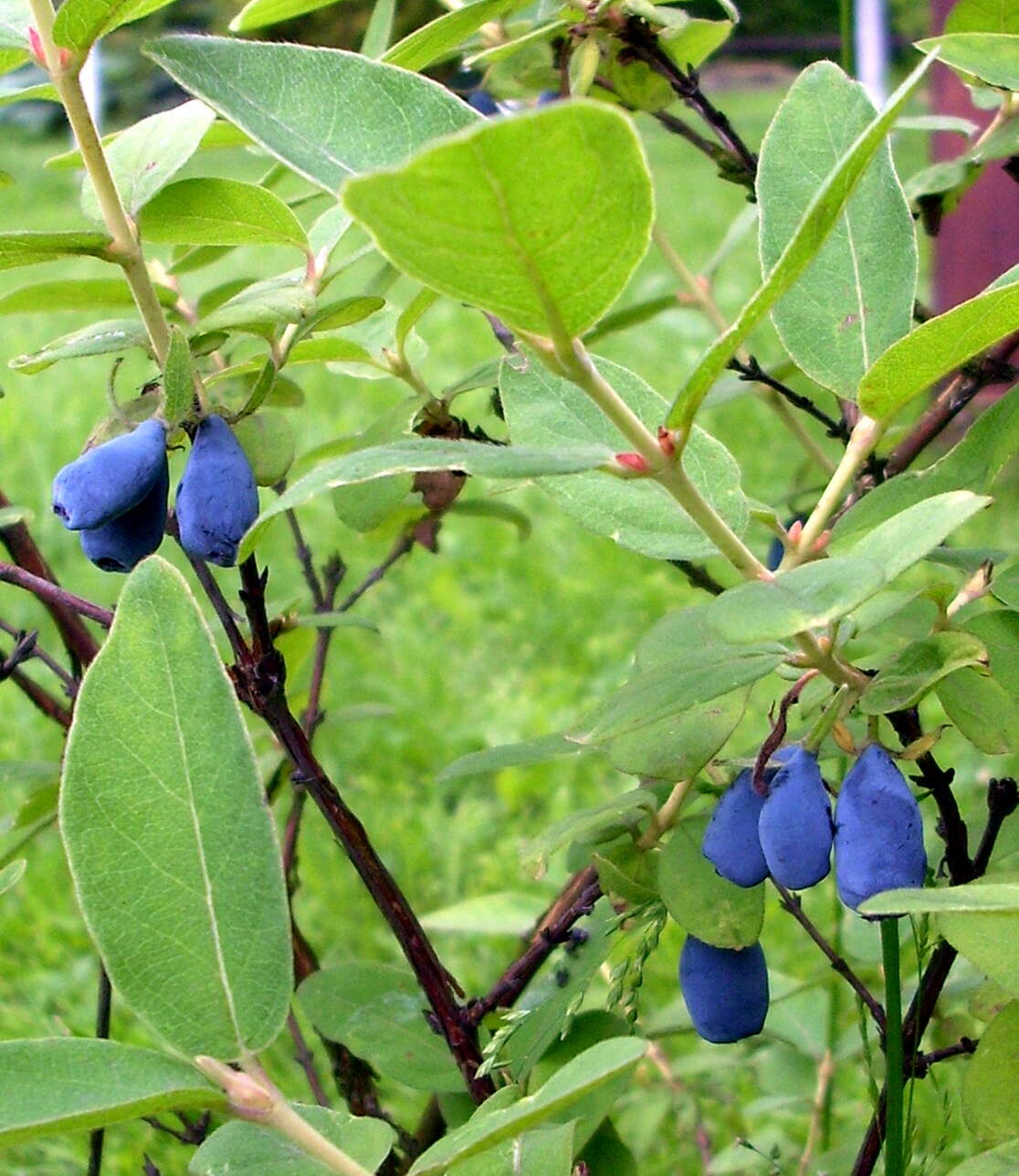 Imagem de Lonicera caerulea L.