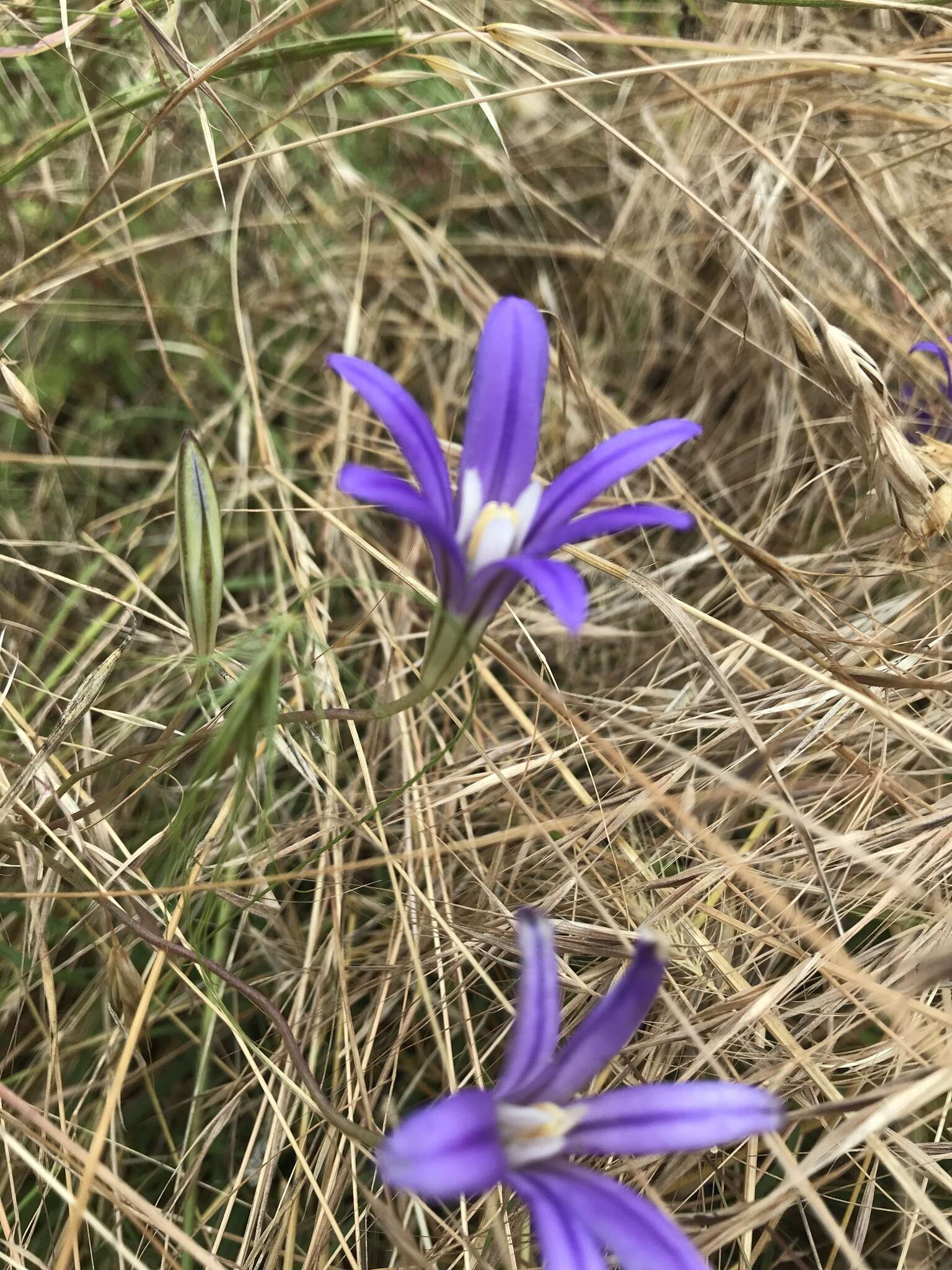 Sivun Brodiaea elegans subsp. hooveri Niehaus kuva