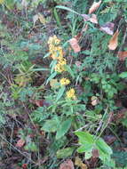 Image of Solidago pacifica Juz.