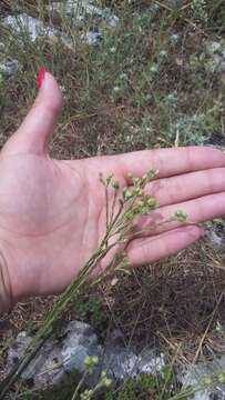 Image of Asian flax