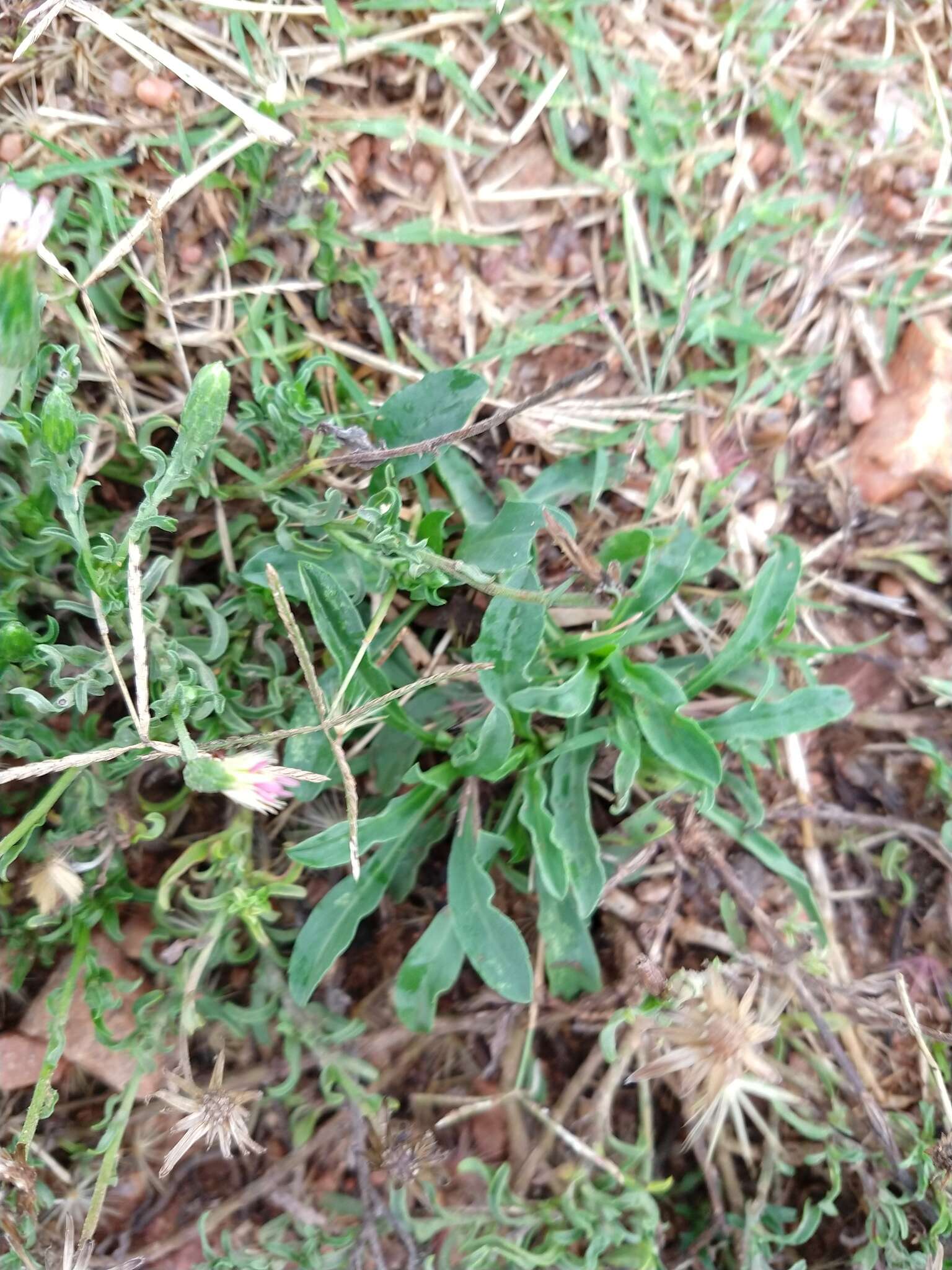 Image of Noticastrum diffusum (Pers.) Cabrera