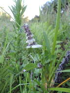 Image of Platostoma rotundifolium (Briq.) A. J. Paton