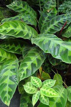 Image of Calathea warscewiczii