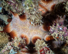 Image of blade-tipped tiara-urchin