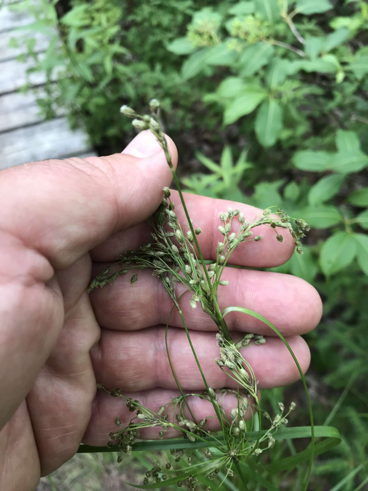 Sivun Scirpus atrocinctus Fernald kuva