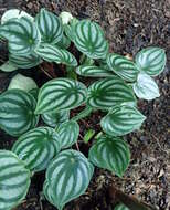 Image of Peperomia argyreia (Miq.) E. Morr.