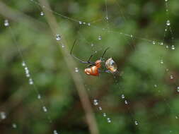 Image of Argyrodes miniaceus (Doleschall 1857)