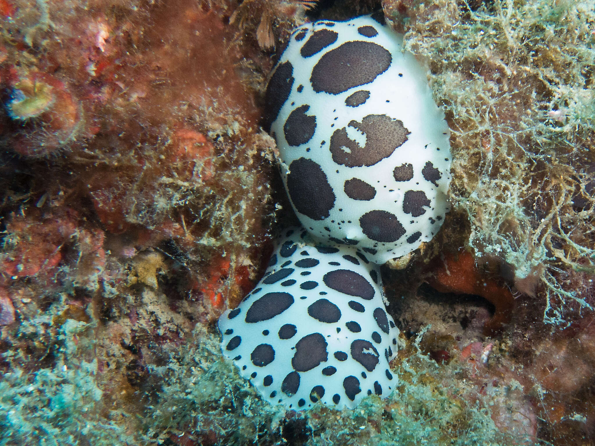 Image of Swiss cow nudibranch