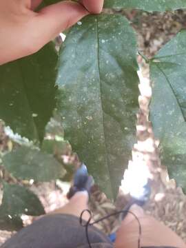 Imagem de Carnarvonia araliifolia F. Müll.