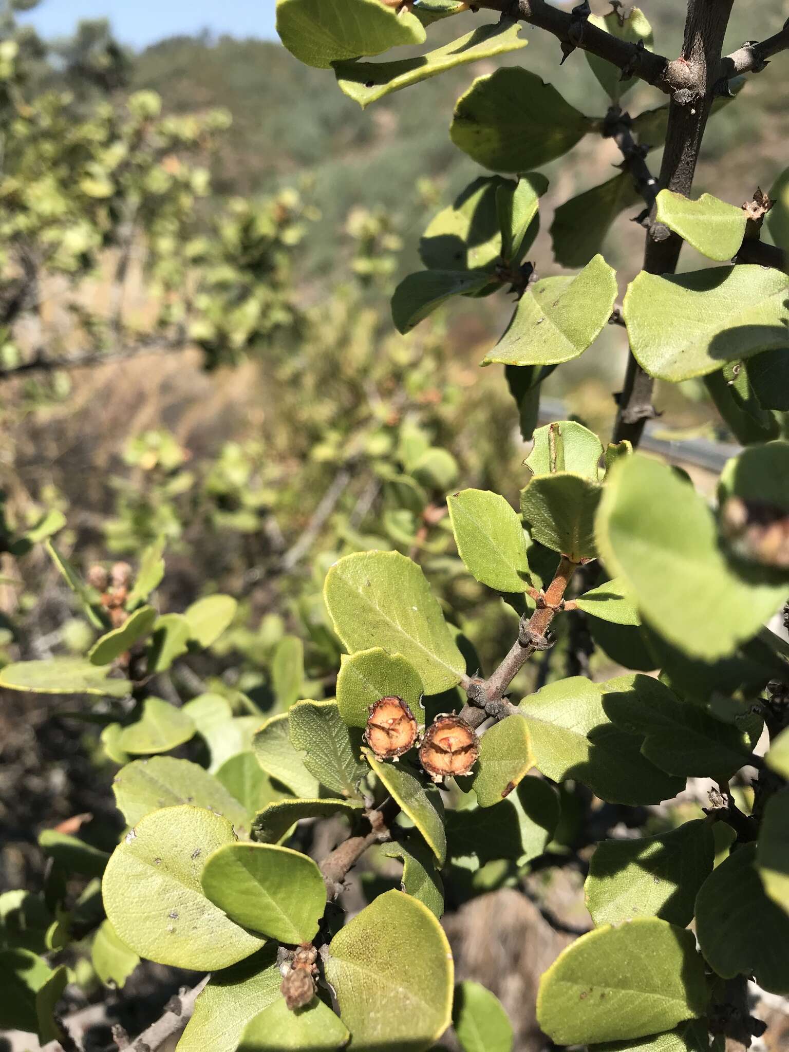 Plancia ëd Ceanothus ferrisiae Mc Minn