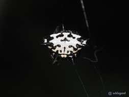 Image of Gasteracantha kuhli C. L. Koch 1837