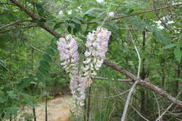 Image of American wisteria