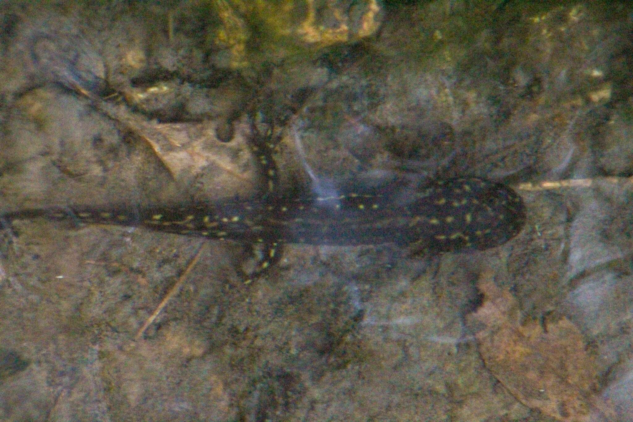 Image of Tarahumara Salamander