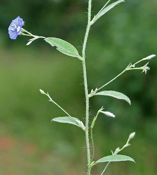 Image of slender dwarf morning-glory