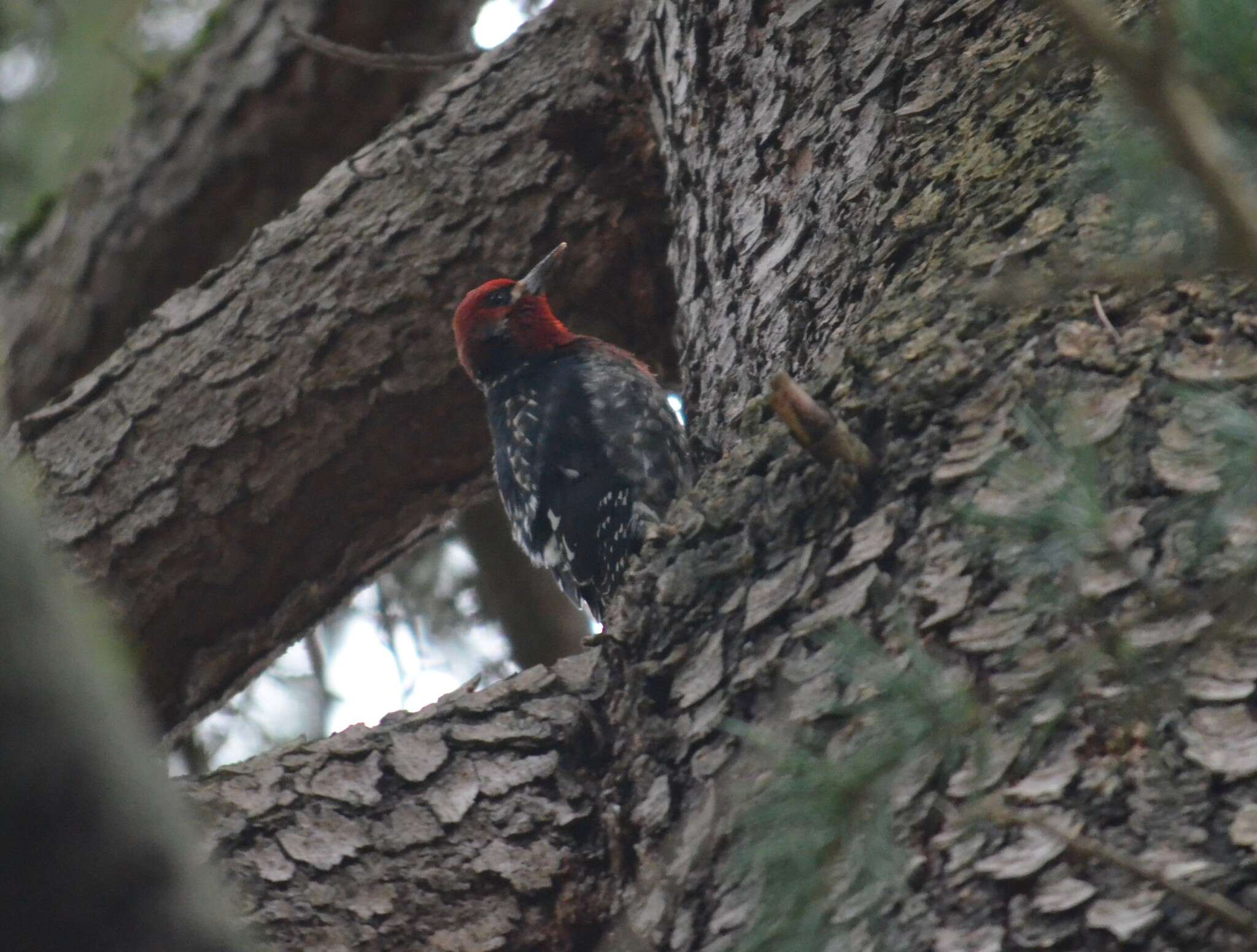 Sphyrapicus ruber ruber (Gmelin & JF 1788)的圖片