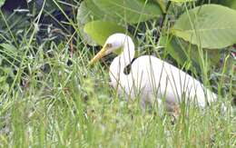 Image of Intermediate Egret