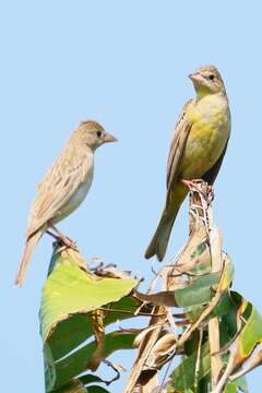 Image of Black-headed Bunting