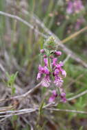 Imagem de Stachys grandidentata Lindl.