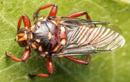 Image of Hippobosca rufipes Olfers 1816