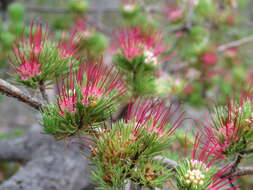 Image of Darwinia fascicularis Rudge