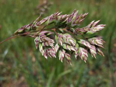 Image of Baden's bluegrass