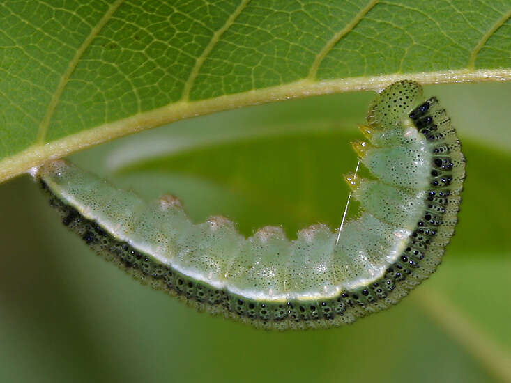 Image of Catopsilia pyranthe (Linnaeus 1758)