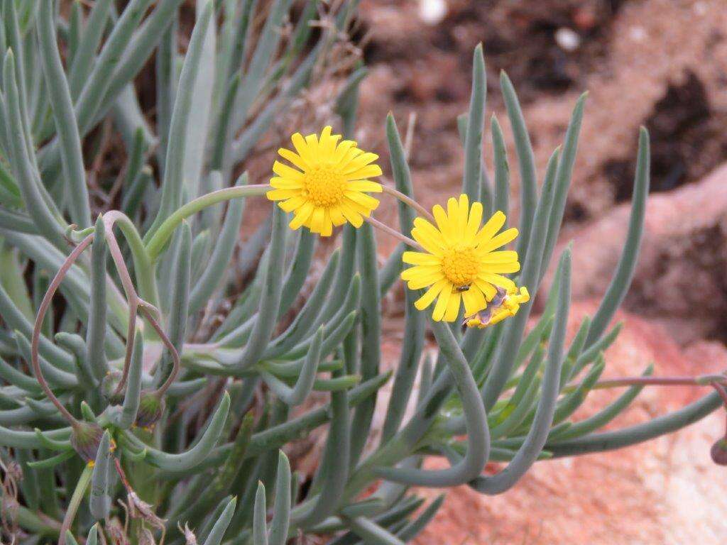 Image of Crassothonna cacalioides (L. fil.) B. Nord.