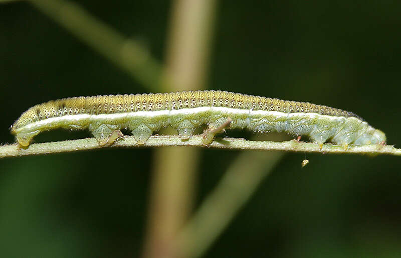 Image of Catopsilia pyranthe (Linnaeus 1758)