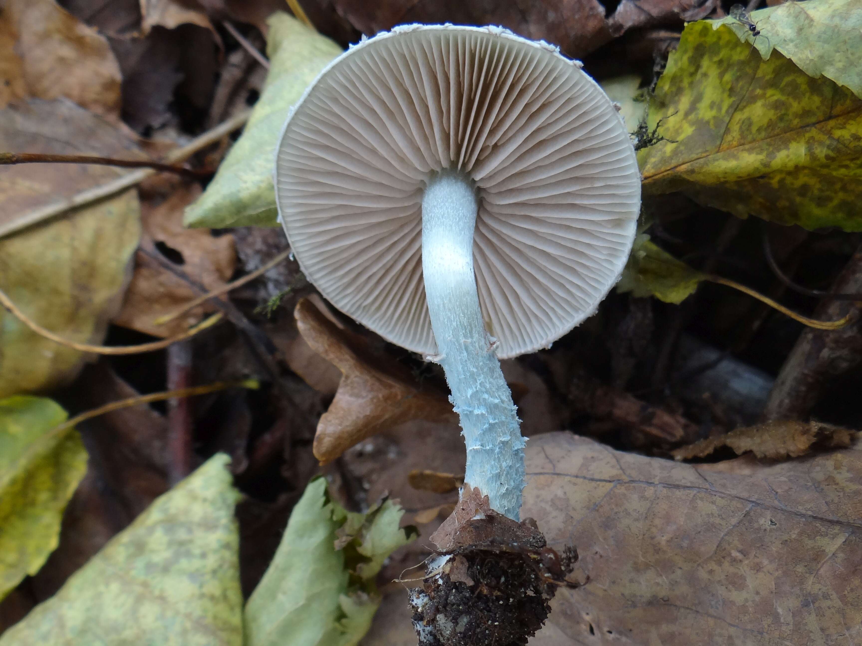 Plancia ëd Stropharia caerulea Kreisel 1979