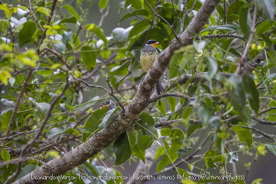 Image of Swallow-tailed Cotingas