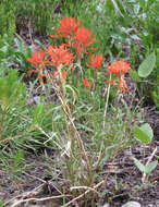 Image of mountainside Indian paintbrush