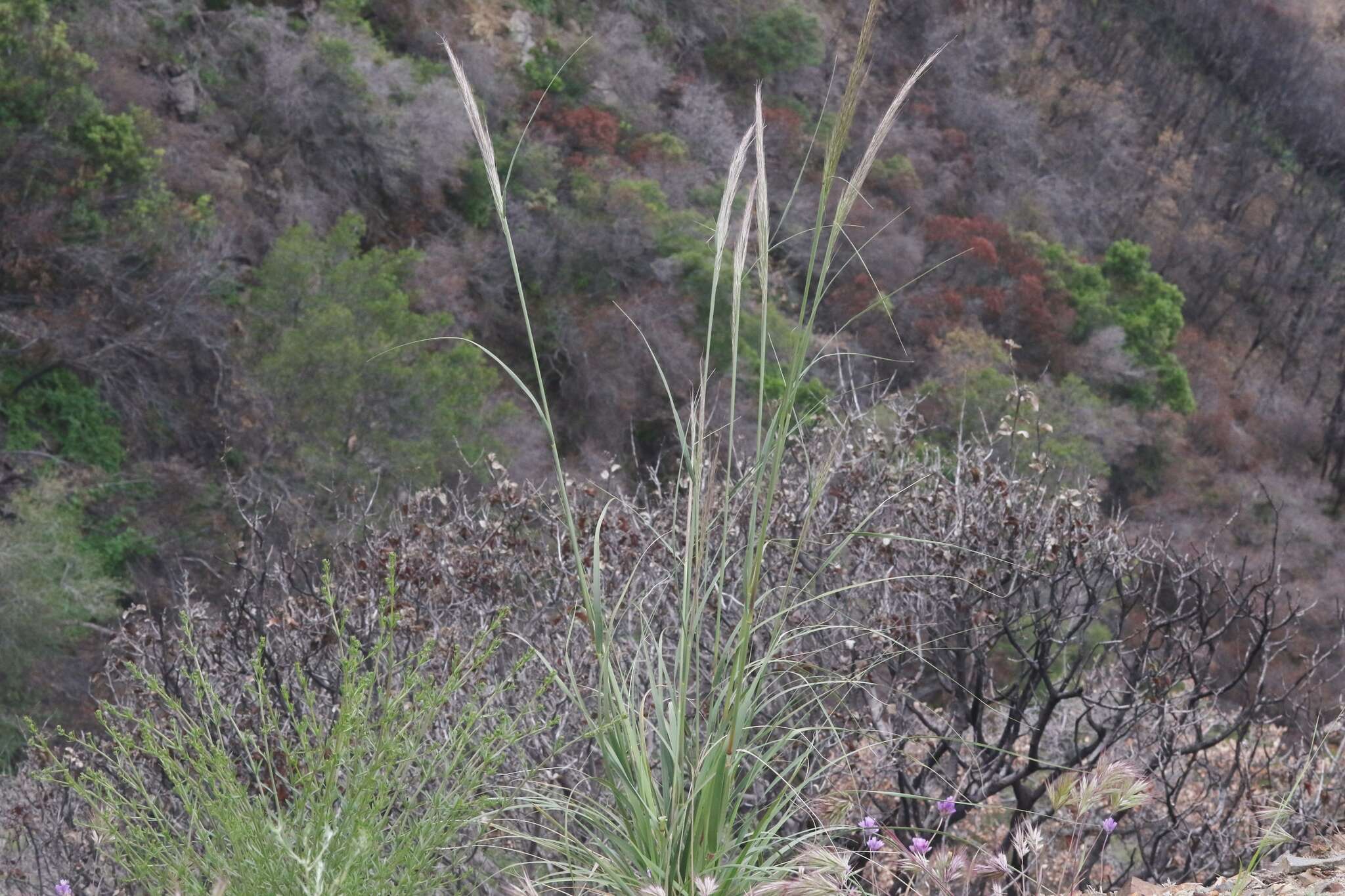 Plancia ëd <i>Eriocoma coronata</i>