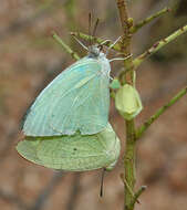 Image of Catopsilia pyranthe (Linnaeus 1758)