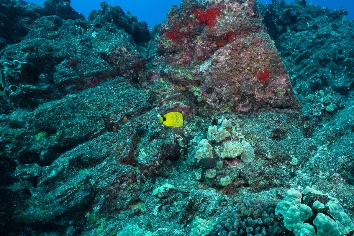 Image of Lemon Butterflyfish