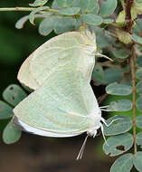 Image of Catopsilia pyranthe (Linnaeus 1758)