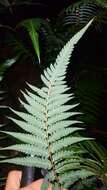 Image of Chain Fern Rhizome