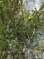 Image of Pittosporum spinescens (F. Müll.) L. W. Cayzer, M. D. Crisp & I. R. H. Telford