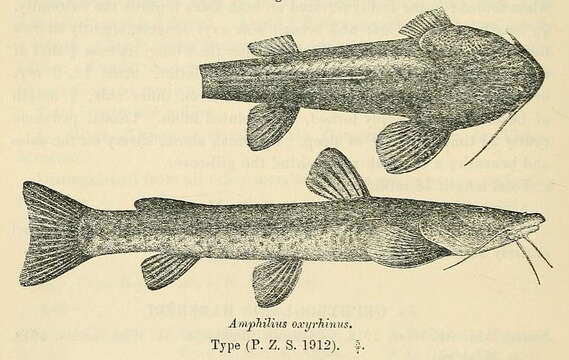 Image of Amphilius