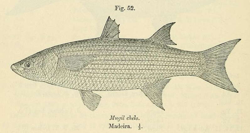 Слика од Chelon labrosus (Risso 1827)