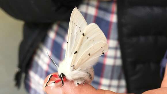 Image of Vestal Tiger Moth