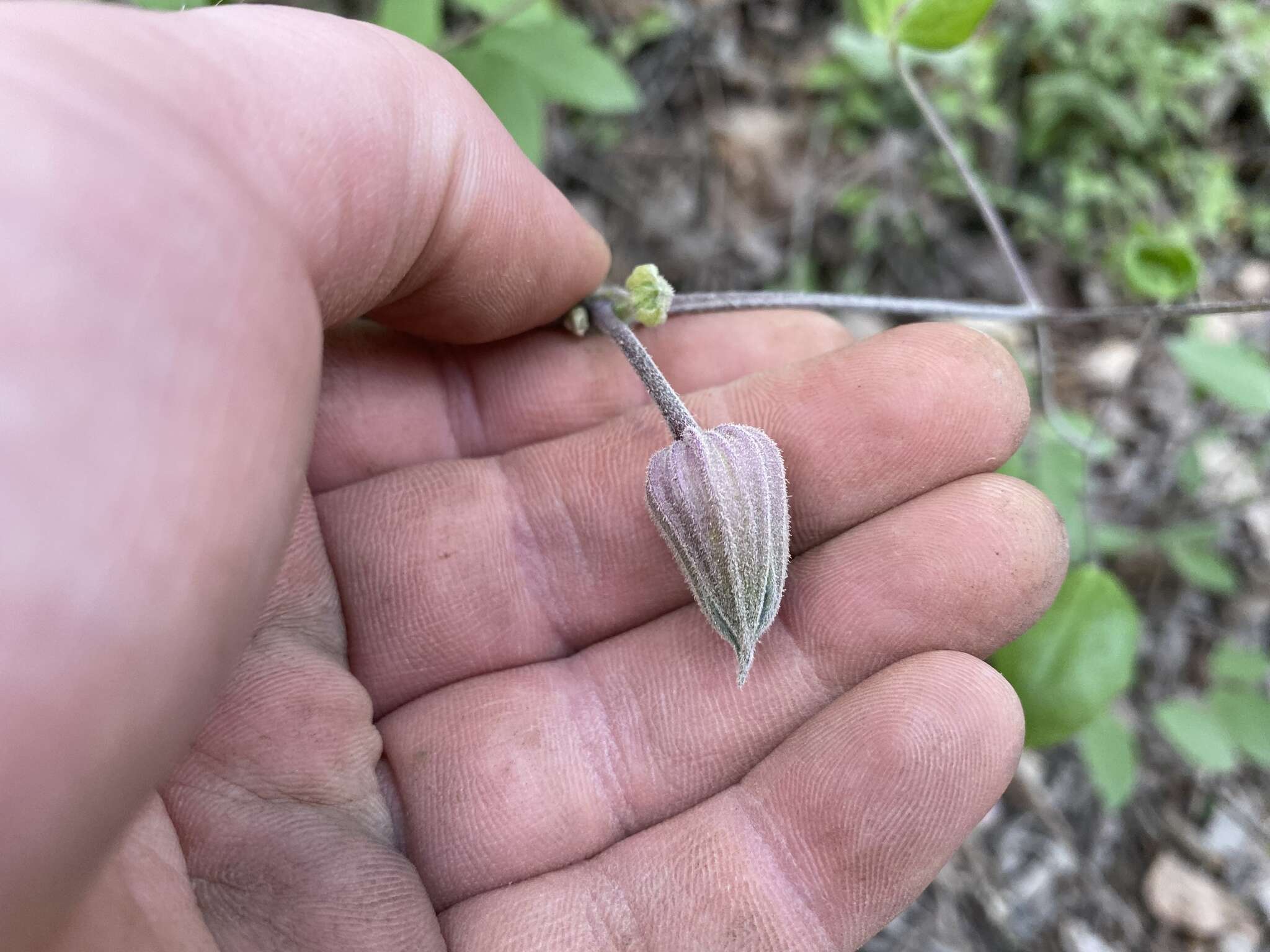 Plancia ëd Clematis vinacea Floden