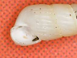 Turbonilla lactea (Linnaeus 1758)的圖片