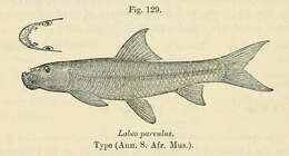 Imagem de Labeo cylindricus Peters 1852