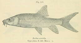 Image of Smallmouth yellowfish