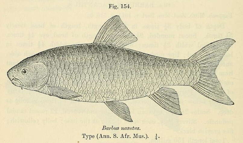 Слика од Labeobarbus marequensis (Smith 1841)